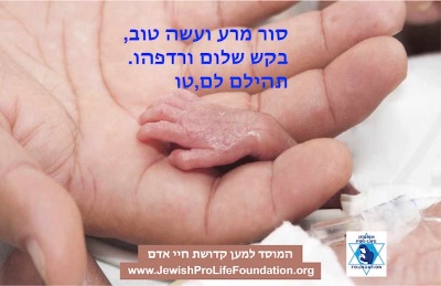 פרשת אמור: טהור וטהור