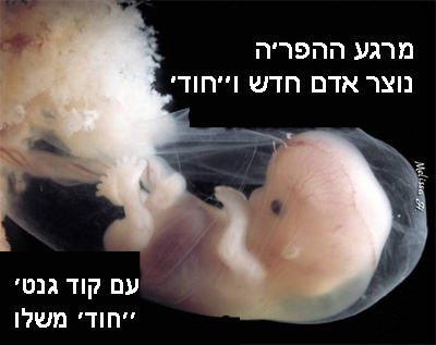 Parshas Tazria-Metzora: Spiritual Growth Begins at Conception