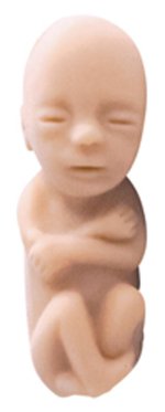 Precious One 12 Week Baby Models Package or 5